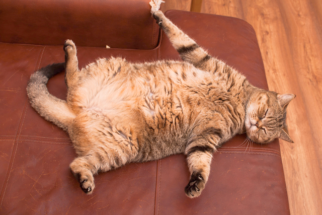ふっくらした猫ちゃんもかわいいですが、太りすぎは猫の健康を害する原因に。
