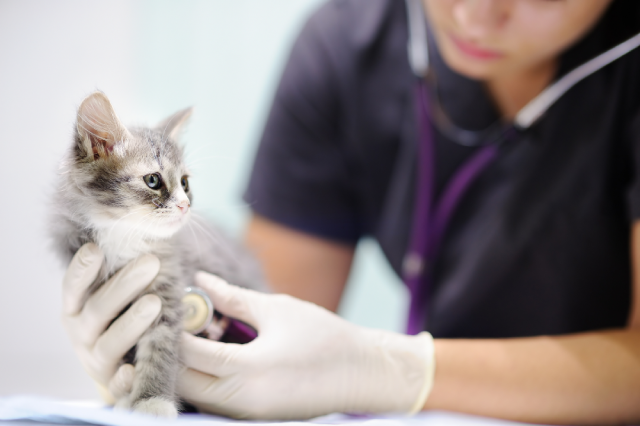 定期健康診断が必要なのは猫も人間も同じ。愛猫のために定期健診を
