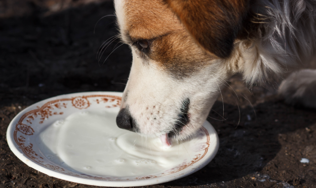 個体差もあるが牛乳で下痢になる犬も多くいる。普段から観察することが大切