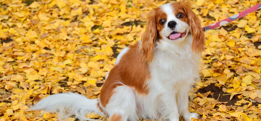 愛犬家のためのペット保険　犬の病気の症状や予防方法から、治療にかかる費用まで