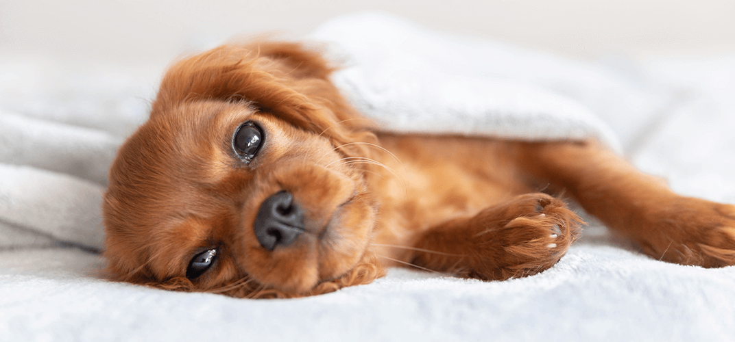 犬も風邪をひくの？風邪の症状と原因、予防法を徹底解説します！