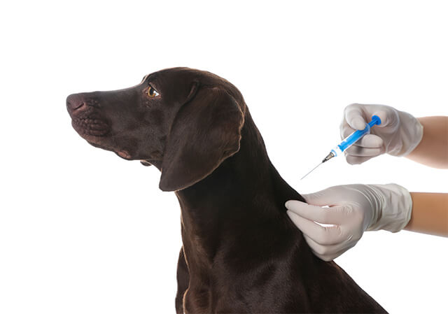 狂犬病の予防注射