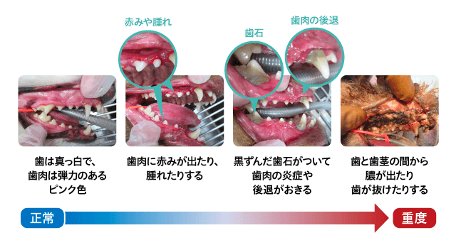 犬の歯周病の進行過程