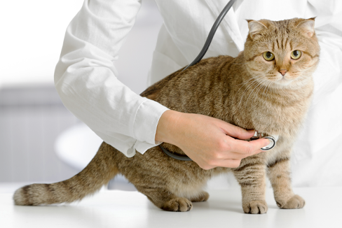 獣医監修 猫の目やにの原因と症状別の対処法は 目薬をさすときのコツを解説 楽天保険の総合窓口