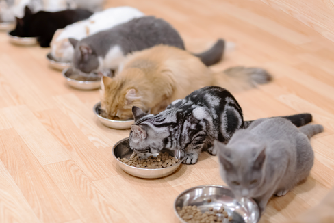 獣医監修 猫の餌 どんな食べ物がオススメ ご飯を食べない時はどうすればいいの 子猫の餌の与え方も解説します